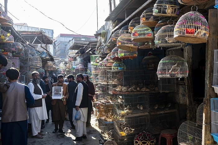 Afghanistan Birds for sale, Bird street, Kabul, Afghanistan, Asia