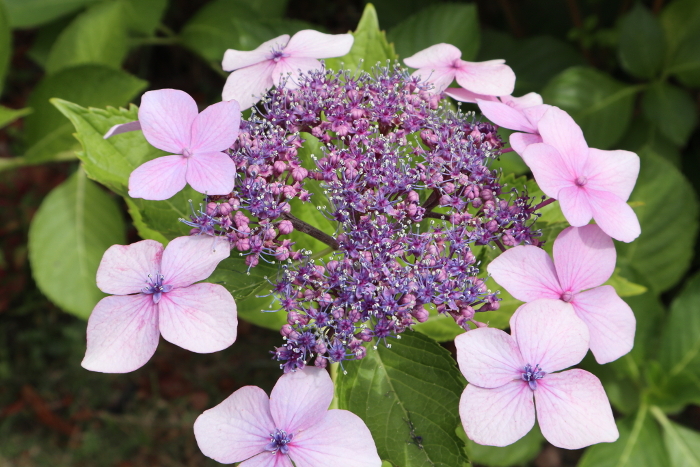 Light purple hydrangea flowers