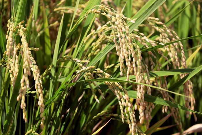 Ears of rice at the beginning of autumn harvest
