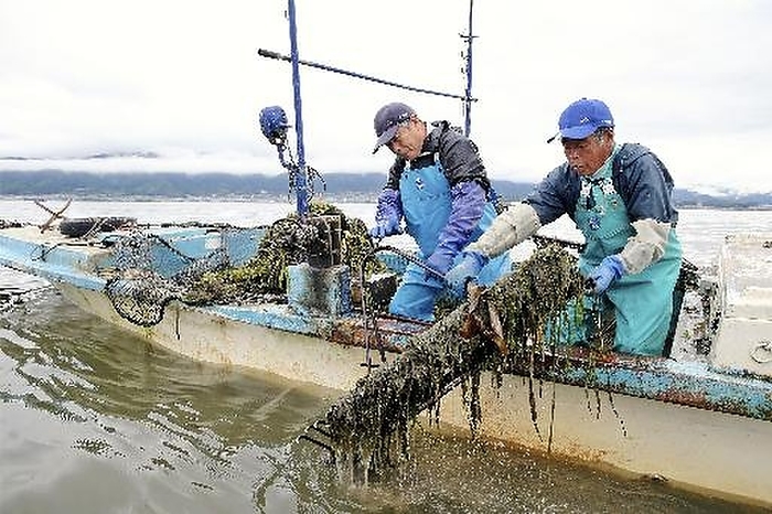 Protecting Lake Biwa s Endemic Species Fishermen maneuvering fishing gear to cut waterweeds   off the coast of Kusatsu City, Shiga Prefecture Fishermen maneuvering fishing gear to cut waterweeds in Lake Biwa off the coast of Kusatsu City, Shiga Prefecture, Japan. Photo taken on May 20, 2013  2 Published in the evening edition of June 3, 2013 in the Social page of the Shiga Shimbun  1