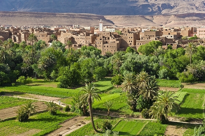 Tinerir, Morocco Oasis with fields, date palms and fruit trees, village of mud walled houses at the back, Ksar Berber village with a mosque, High Atlas mountain range, Tinerhir, Morocco, Africa