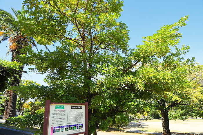 Tabu tree in Xavier Park Sakai City, Osaka
