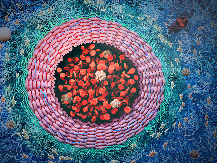 Artery with blood cells, illustration Illustration of an artery with blood cells  red blood cells in red, and white blood cells in beige brown , surrounded by loose connective tissue  blue fibers ., by NANOCLUSTERING SCIENCE PHOTO LIBRARY