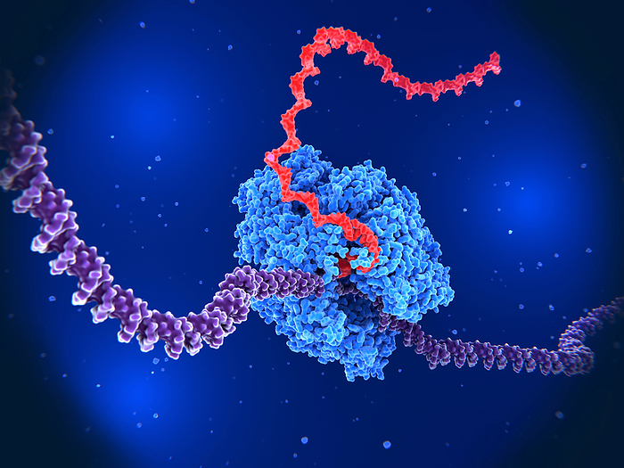 RNA polymerase transcribing DNA into RNA, illustration Illustration of RNA polymerase  blue  in the nucleus in the process of transcription. It unwinds the DNA  deoxyribonucleic acid  double helix  violet , and uses its nucleotide sequence as a template to produce a strand of complementary messenger ribonucleic acid  mRNA, red ., by JUAN GAERTNER SCIENCE PHOTO LIBRARY