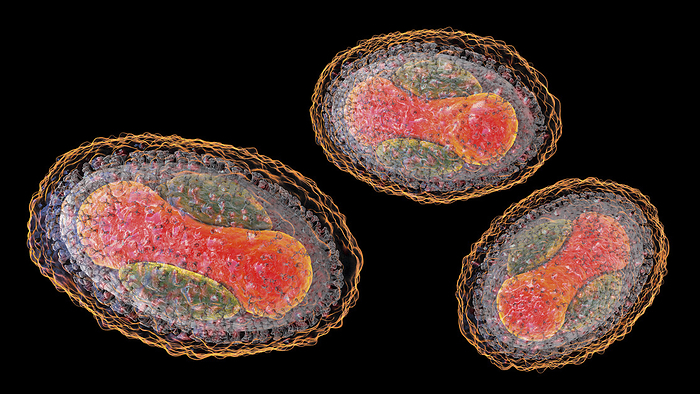 Molluscum contagiosum virus, illustration Molluscum contagiosum virus, illustration. A DNA virus from Poxvirus family that causes skin infection with numerous small raised dome shaped pink lesions which may become itchy or sore. The virus is spread by direct contact or by contaminated objects. The lesions usually resolve without treatment., by KATERYNA KON SCIENCE PHOTO LIBRARY