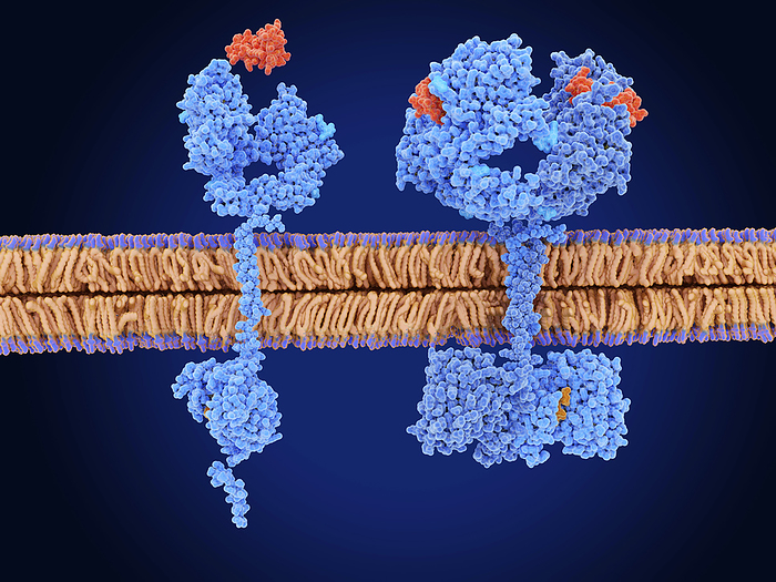 Epidermal growth factor receptor, illustration Illustration showing epidermal growth factor receptor  EGFR  in its active  right  and inactive  left  state. Epidermal growth factor receptor is activated when it binds to epidermal growth factor  EGF, red . The activated receptor then promotes migration, adhesion and proliferation of cells., by JUAN GAERTNER SCIENCE PHOTO LIBRARY