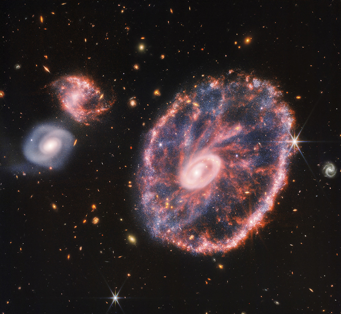 Cartwheel Galaxy and companion galaxies, composite image Composite image of the Cartwheel galaxy and its companion spiral galaxies. This image is composed of images taken by the James Webb Space Telescope s  JWST  Near Infrared Camera  NIRCAm, blue, orange and yellow coloured  and Mid Infrared Instrument  MIRI, red coloured . The Cartwheel Galaxy is a ring galaxy located 500 million light years in the constellation Sculptor. It was formed 400 million years ago as a result of a high speed collision between a spiral galaxy and a smaller galaxy  not visible . The Cartwheel Galaxy has a bright inner ring and an active outer ring. In between these rings, the galaxy has spokes seen as red streaks, caused by glowing, hydrocarbon rich dust. These spokes are also seen in its companion spiral galaxy  top left . Blue dots among the dust shows stars or areas of star formation., by NASA, ESA, CSA, STScI, Webb ERO Production Team SCIENCE PHOTO LIBRARY