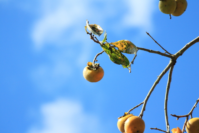 Landscape of persimmon harvesting in autumn