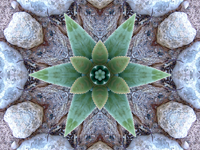 A crystal abstract made by applying fractal mirroring to a photo of an Aloe Vera plant. A crystal abstract made by applying fractal mirroring to a photo of an Aloe Vera plant., Photo by Steven Love