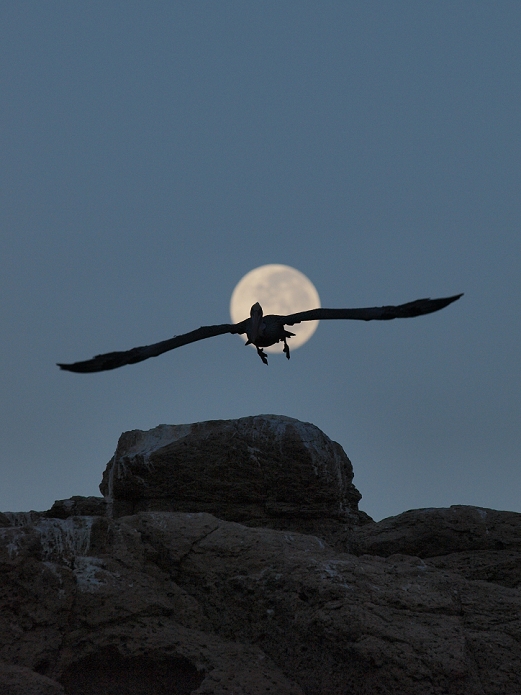 Pelican flying against the full moon, Espiritu Santo Island, Mexico