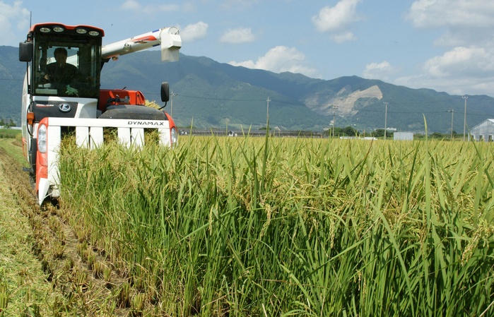 Harvesting rice with a large combine harvester Harvesting  Akita Komachi,  an early variety of rice Rice harvesting has already begun amid sweltering heat in Kaizu Town, Kaizu City, Gifu Prefecture, August 13, 2011  photo by Mitsukazu Kohayashi.