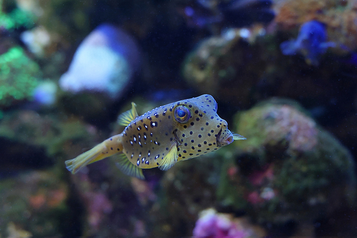 southern spotted boxfish  Ostracion meleagris  Kujuukushima Aquarium Umi Kirara, Sasebo, Nagasaki