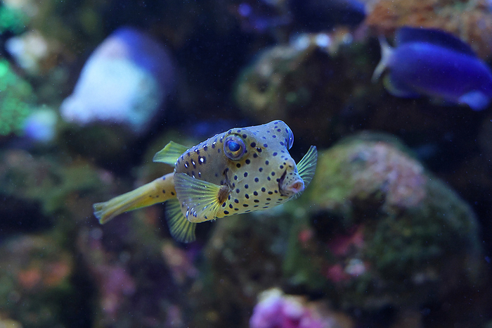 southern spotted boxfish  Ostracion meleagris  Kujuukushima Aquarium Umi Kirara, Sasebo, Nagasaki