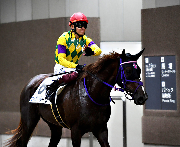 2022 2yrs old New Horse Race Make Debut Tokyo October 10, 2022 Horse Race Race 6R Make Debut Tokyo  2 year old shinmai  1, No. 6, Margot Rave  Prince Miura , Fuchu City, Hiyoshi cho, Tokyo Racecourse, Tokyo, Japan