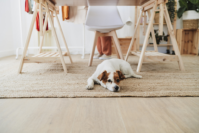 Dog resting on carpet at home office