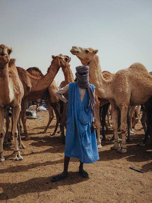 Nouakchott Camel Market, Nouakchott, Mauritania, Africa Nouakchott Camel Market, Nouakchott, Mauritania, West Africa, Africa, Photo by Luca Abbate