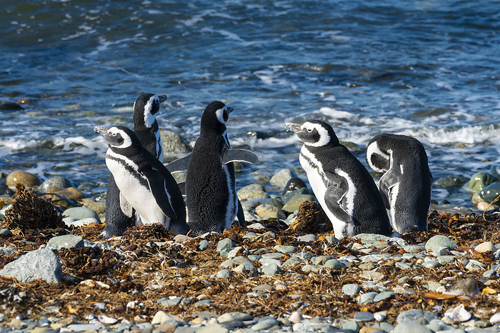 Magellanic penguins on shore, Isla Magdalena, Patagonia, Chile Magellanic penguins on shore, Isla Magdalena, Patagonia, Chile, South America, Photo by Jan Miracky