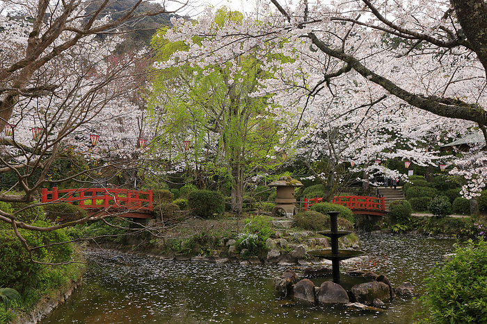 Cherry blossoms at Uchibuki Park Kurayoshi City, Tottori Prefecture