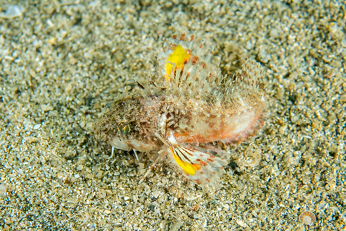 yellowfin goby  Acanthogobius flavimanus  Sebastes iracundus  species of rockfish 