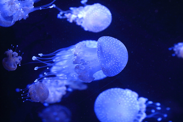 jellyfish australian spotted jelly
