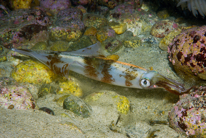 spear squid  Loligo bleekeri  Yarika in the water
