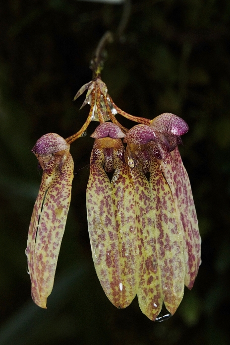 Borneo Orchids