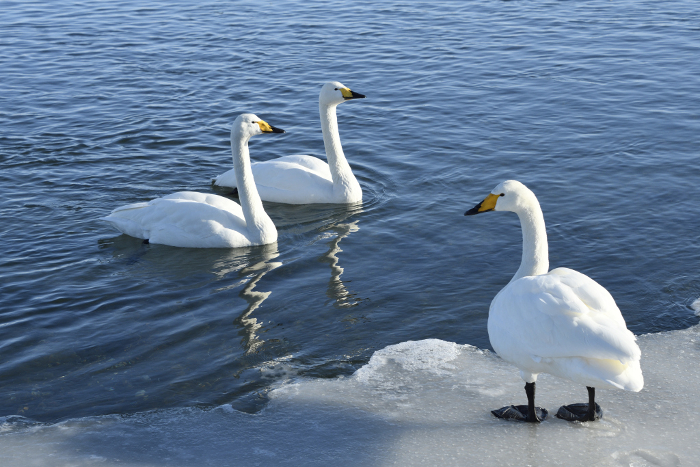 Swans Fly to Lake Toubetsu in Winter in Hokkaido, Japan