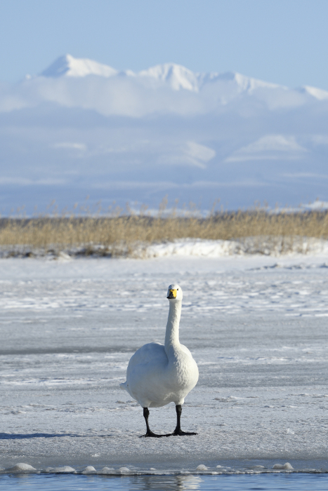 A swan flies to Lake Taobo in Hokkaido in winter