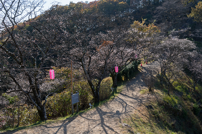 Winter Cherry Blossoms Gunma Pref.