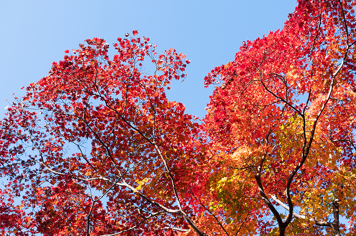 Autumn leaves of maple Gunma Pref.