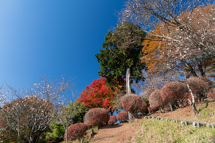 Winter Cherry Blossoms and Autumn Leaves Gunma Pref.