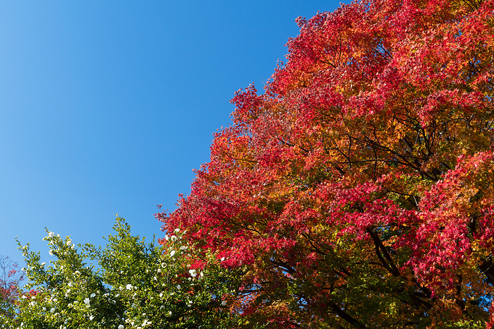 Autumn leaves of maple Gunma Pref.