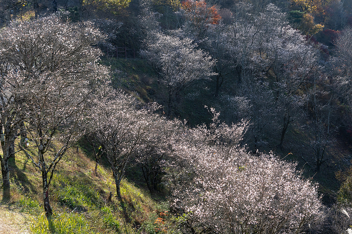 Winter Cherry Blossoms Gunma Pref.
