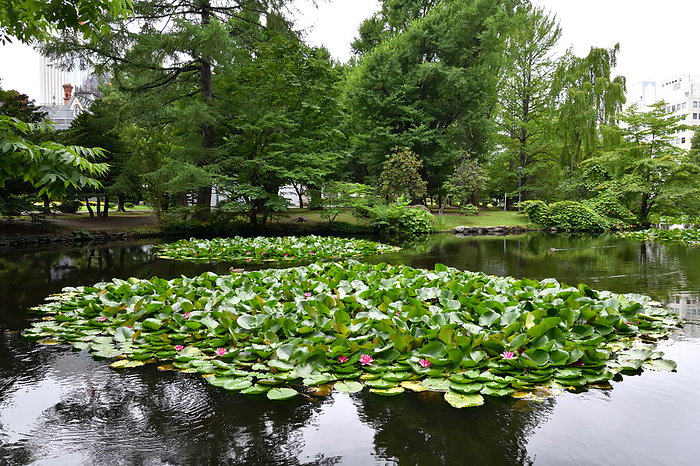 Lotus pond in front of the former main building of the Hokkaido Government Office, Hokkaido