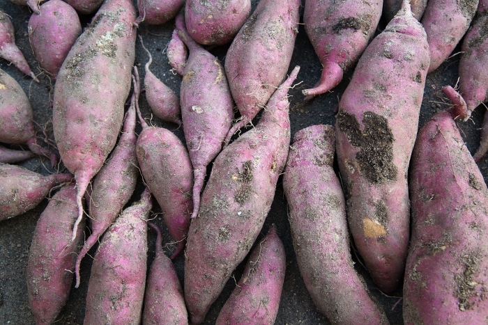 A bumper crop of freshly dug, delicious-looking sweet potatoes Harvest