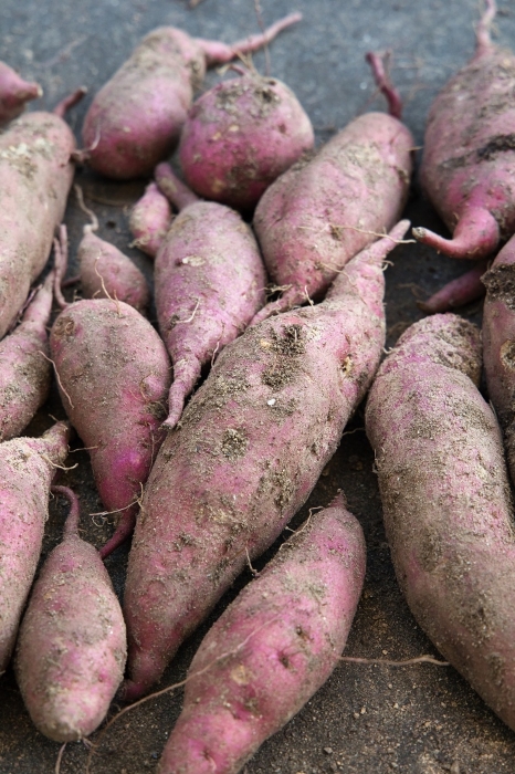 A bumper crop of freshly dug, delicious-looking sweet potatoes Harvest