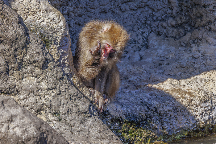Japanese monkey sipping water Chiba