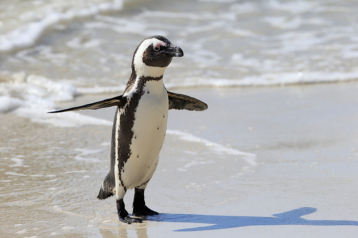 Brillenpinguin Jackass Penguin, African penguin, Spheniscus demersus, adult at beach coming out of water spreads wings, Boulders Beach, Simonstown, Western Cape, South Africa, Africa