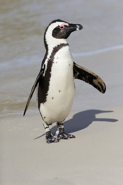 Brillenpinguin Jackass Penguin, African penguin, Spheniscus demersus, adult at beach coming out of water, Boulders Beach, Simonstown, Western Cape, South Africa, Africa