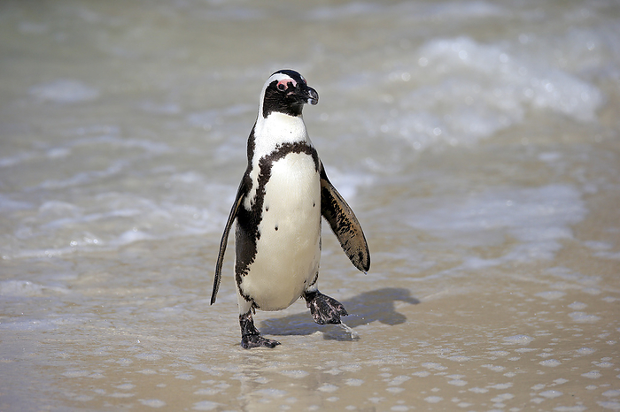 Brillenpinguin Jackass Penguin, African penguin, Spheniscus demersus, adult at beach coming out of water walking, Boulders Beach, Simonstown, Western Cape, South Africa, Africa