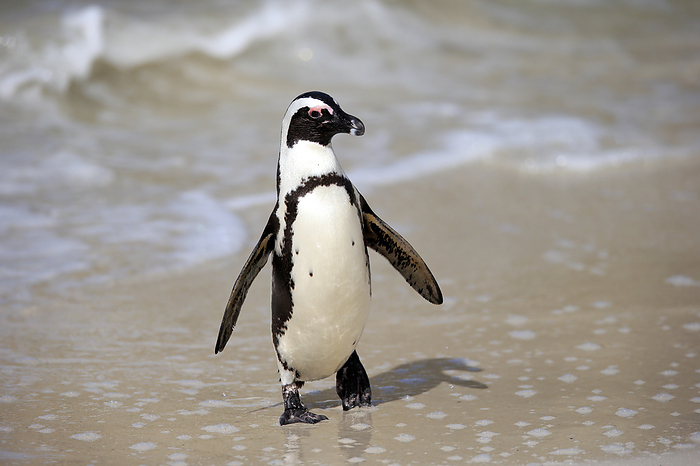 Brillenpinguin Jackass Penguin, African penguin, Spheniscus demersus, adult at beach coming out of water walking, Boulders Beach, Simonstown, Western Cape, South Africa, Africa