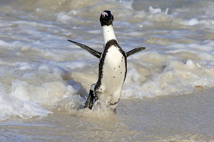 Brillenpinguin Jackass Penguin, African penguin, Spheniscus demersus, adult at beach coming out of water walking, spread wings, Boulders Beach, Simonstown, Western Cape, South Africa, Africa