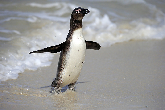 Brillenpinguin Jackass Penguin, African penguin, Spheniscus demersus, subadult at beach coming out of water, Boulders Beach, Simonstown, Western Cape, South Africa, Africa