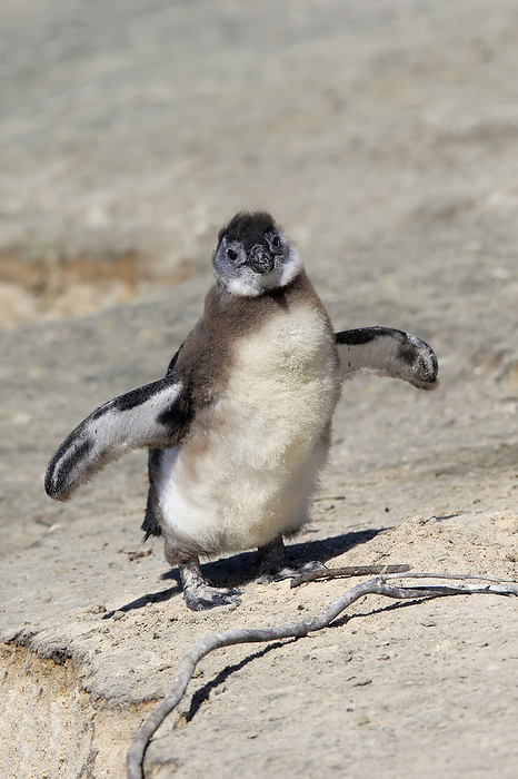 Brillenpinguin Jackass Penguin, African penguin, Spheniscus demersus, young at beach spreads wings, Boulders Beach, Simonstown, Western Cape, South Africa, Africa