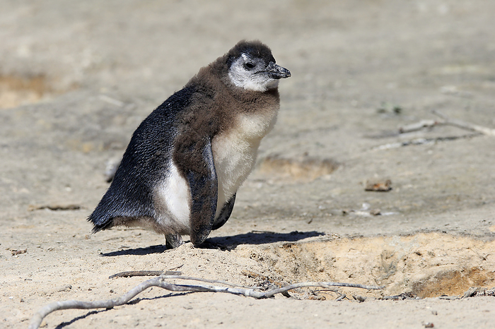 Brillenpinguin Jackass Penguin, African penguin, Spheniscus demersus, young at beach, Boulders Beach, Simonstown, Western Cape, South Africa, Africa