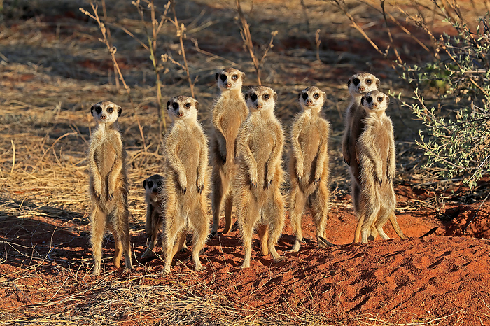Erdmaennchen Suricate, Meerkat, Suricata suricatta, adult alert standing upright, on sentry at den, Tswalu Game Reserve, Kalahari, Northern Cape, South Africa, Africa