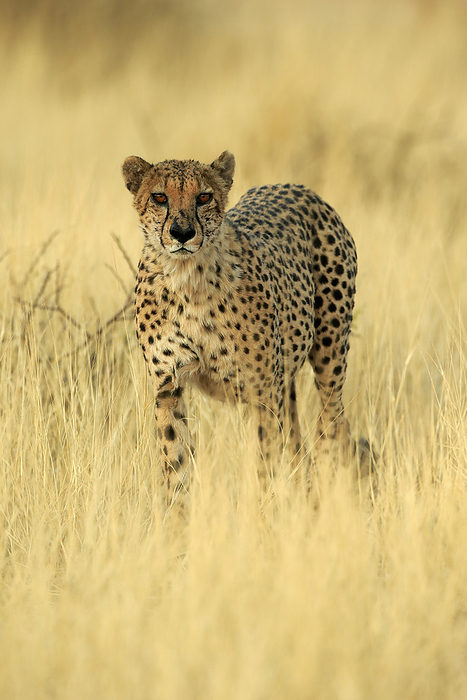 Gepard Gepard, Acinonyx jubatus, adult walking alert, Tswalu Game Reserve, Kalahari, Northern Cape, South Africa, Africa