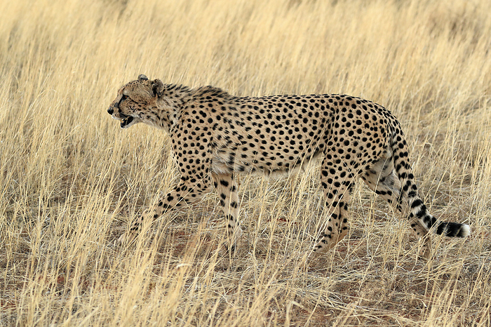 Gepard Gepard, Acinonyx jubatus, adult walking alert calling, Tswalu Game Reserve, Kalahari, Northern Cape, South Africa, Africa