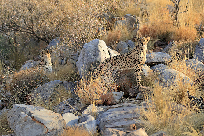 cheetah  Acinonyx jubatus  Gepard, Acinonyx jubatus, two adults alert, Tswalu Game Reserve, Kalahari, Northern Cape, South Africa, Africa