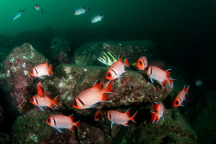 bigscale soldierfish  Myripristis berndti  Underwater red capsicum